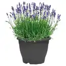 Bild 1 von GARDENLINE Lavendel 26 cm