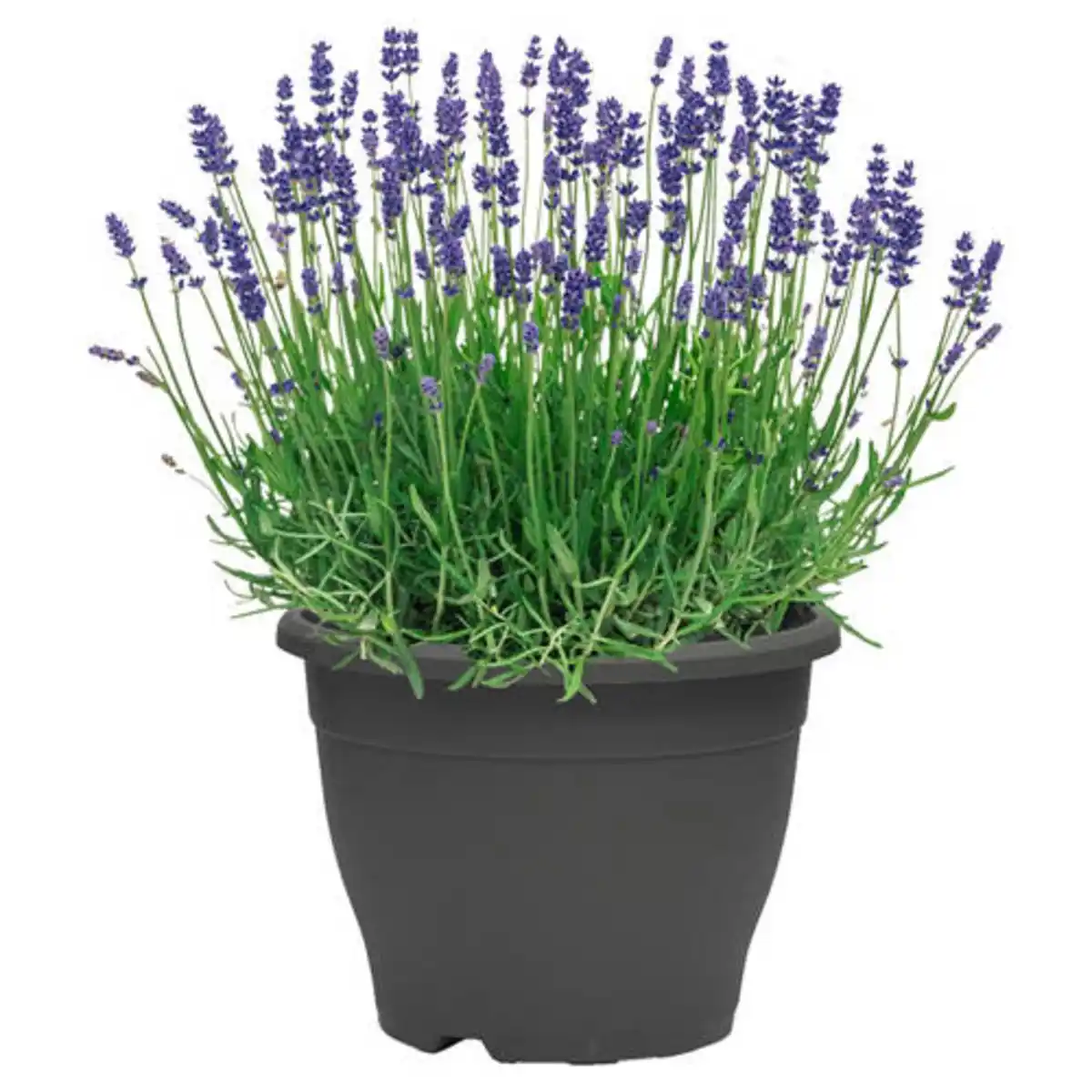 Bild 1 von GARDENLINE Lavendel 26 cm