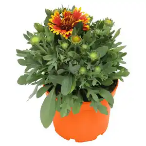 GARDENLINE Sommerstauden, Kokardenblume