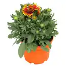 Bild 1 von GARDENLINE Sommerstauden, Kokardenblume