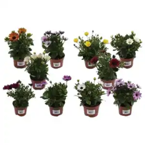 Kapkörbchen, Osteospermum hybrid, Blüte: mehrfarbig