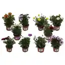 Bild 1 von Kapkörbchen, Osteospermum hybrid, Blüte: mehrfarbig