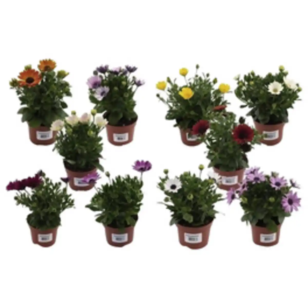 Bild 1 von Kapkörbchen, Osteospermum hybrid, Blüte: mehrfarbig