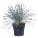 Bild 1 von GARDENLINE Festuca Azura Blue