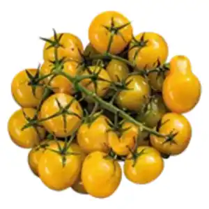 Cherry Tomaten „Miss Perfect“ gelb