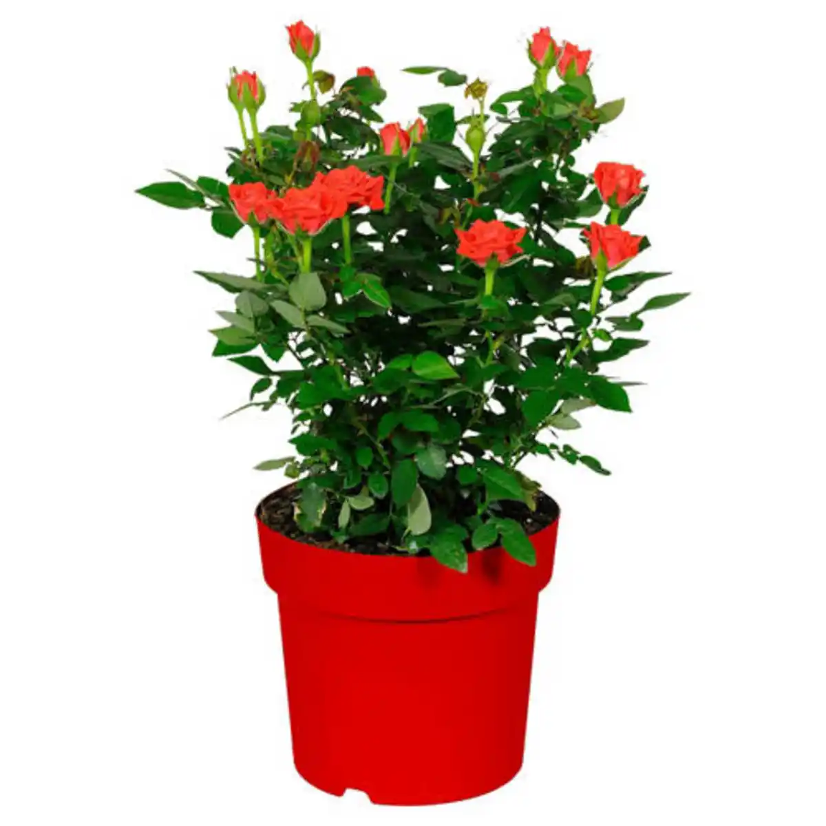 Bild 1 von GARDENLINE Rosenbusch, Rot