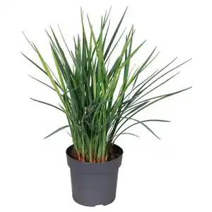 GARDENLINE Dianella Cool Vista/ Lomandra