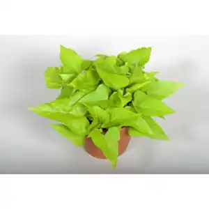 Gartenkrone Suesskartoffel, Ipomoea batatas, Blüte: gemischt, einfach