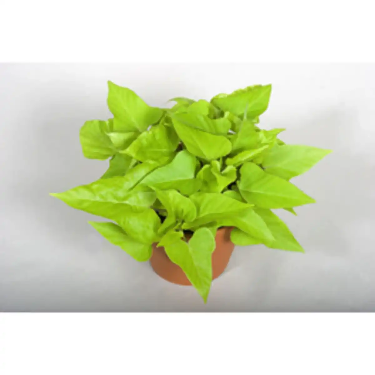 Bild 1 von Gartenkrone Suesskartoffel, Ipomoea batatas, Blüte: gemischt, einfach