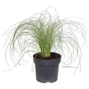 GARDENLINE Carex Frosted Curls
