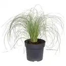 Bild 1 von GARDENLINE Carex Frosted Curls