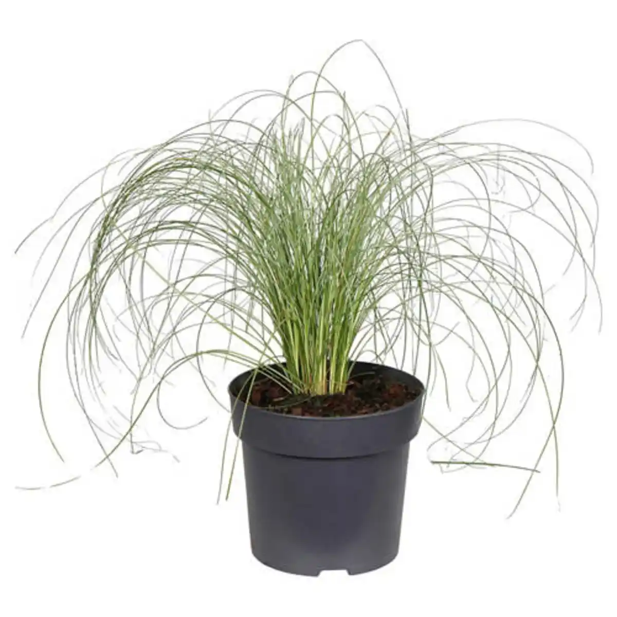 Bild 1 von GARDENLINE Carex Frosted Curls