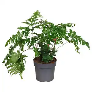 GARDENLINE Dryopteris erythrosora