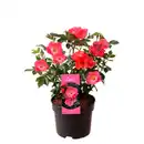 Bild 1 von Gartenkrone Pflanze »Zepeti«, Rose, rosa