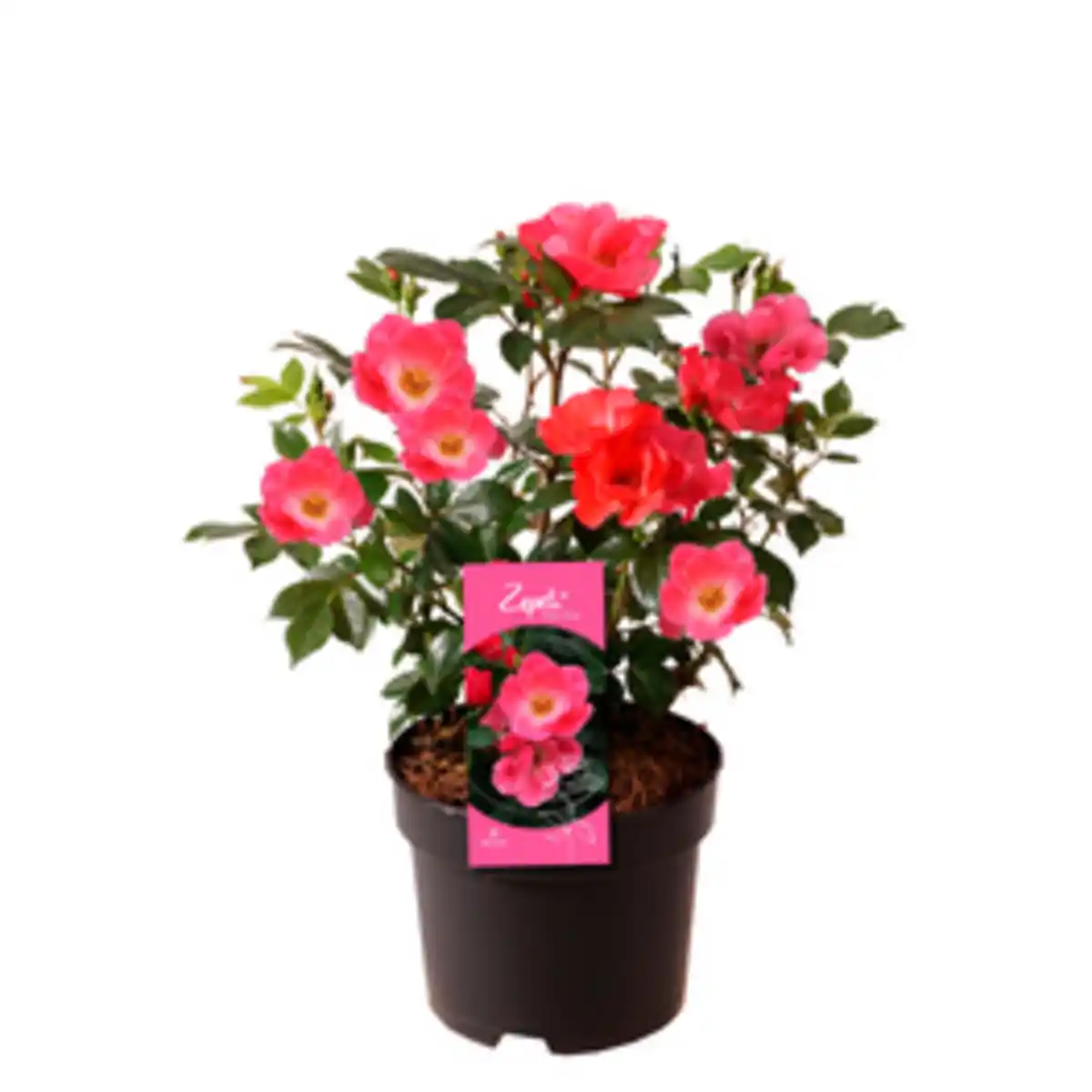 Bild 1 von Gartenkrone Pflanze »Zepeti«, Rose, rosa