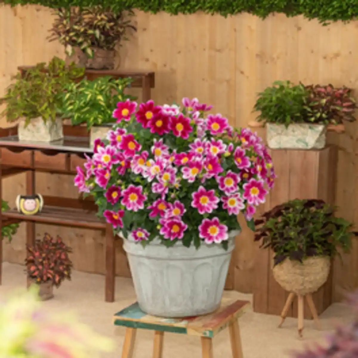 Bild 2 von Stauden »Dahlia Summer Bees«, Blütenfarbe: farbmix