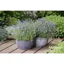 Bild 3 von Lavendel »Lavandula angustifolia«, blauviolett, winterhart