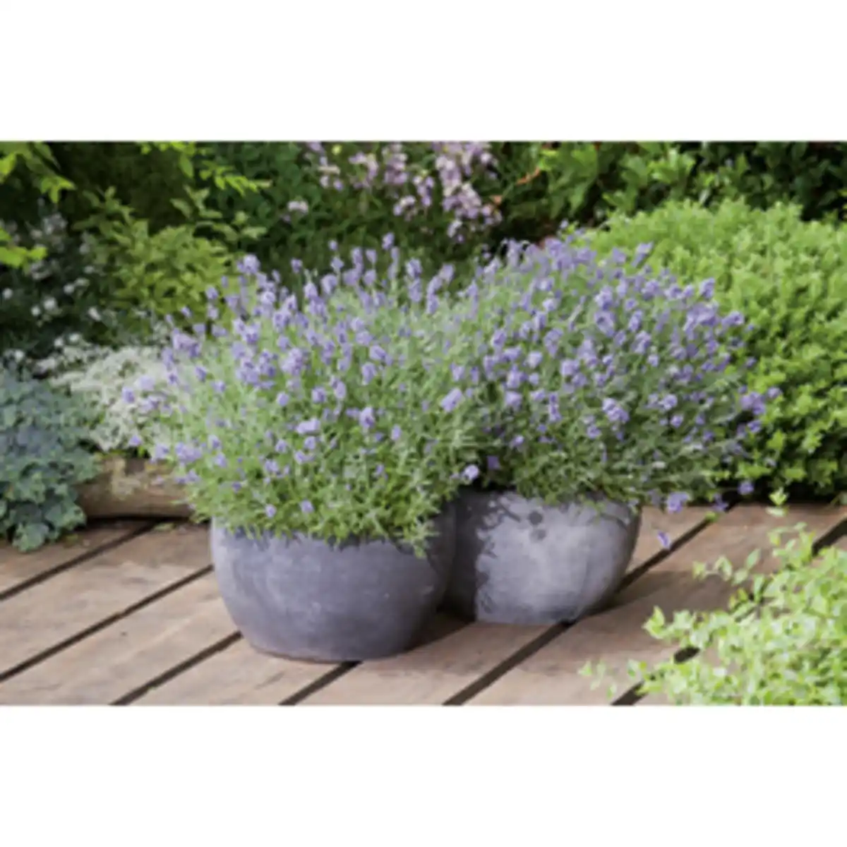 Bild 3 von Lavendel »Lavandula angustifolia«, blauviolett, winterhart