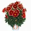 Bild 1 von Stauden »Dahlia Summer Bees«, Blütenfarbe: farbmix
