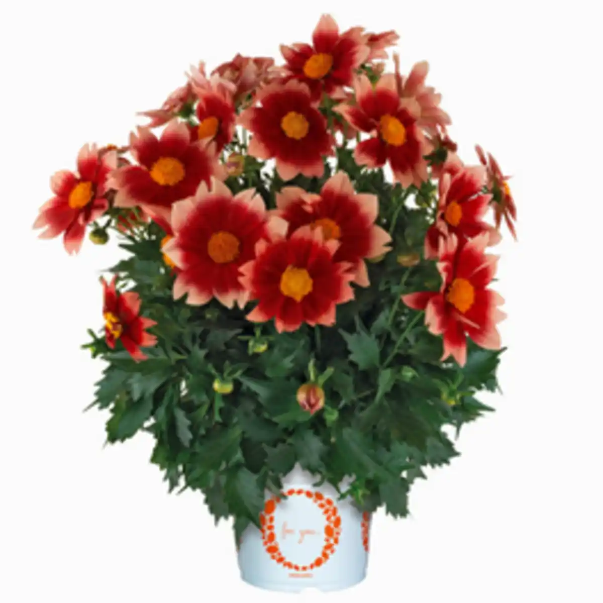 Bild 1 von Stauden »Dahlia Summer Bees«, Blütenfarbe: farbmix