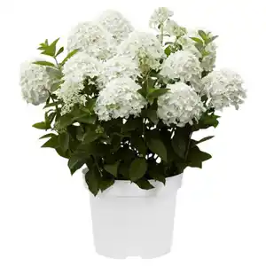 GARDENLINE Hortensie Weiß