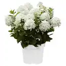 Bild 1 von GARDENLINE Hortensie Weiß