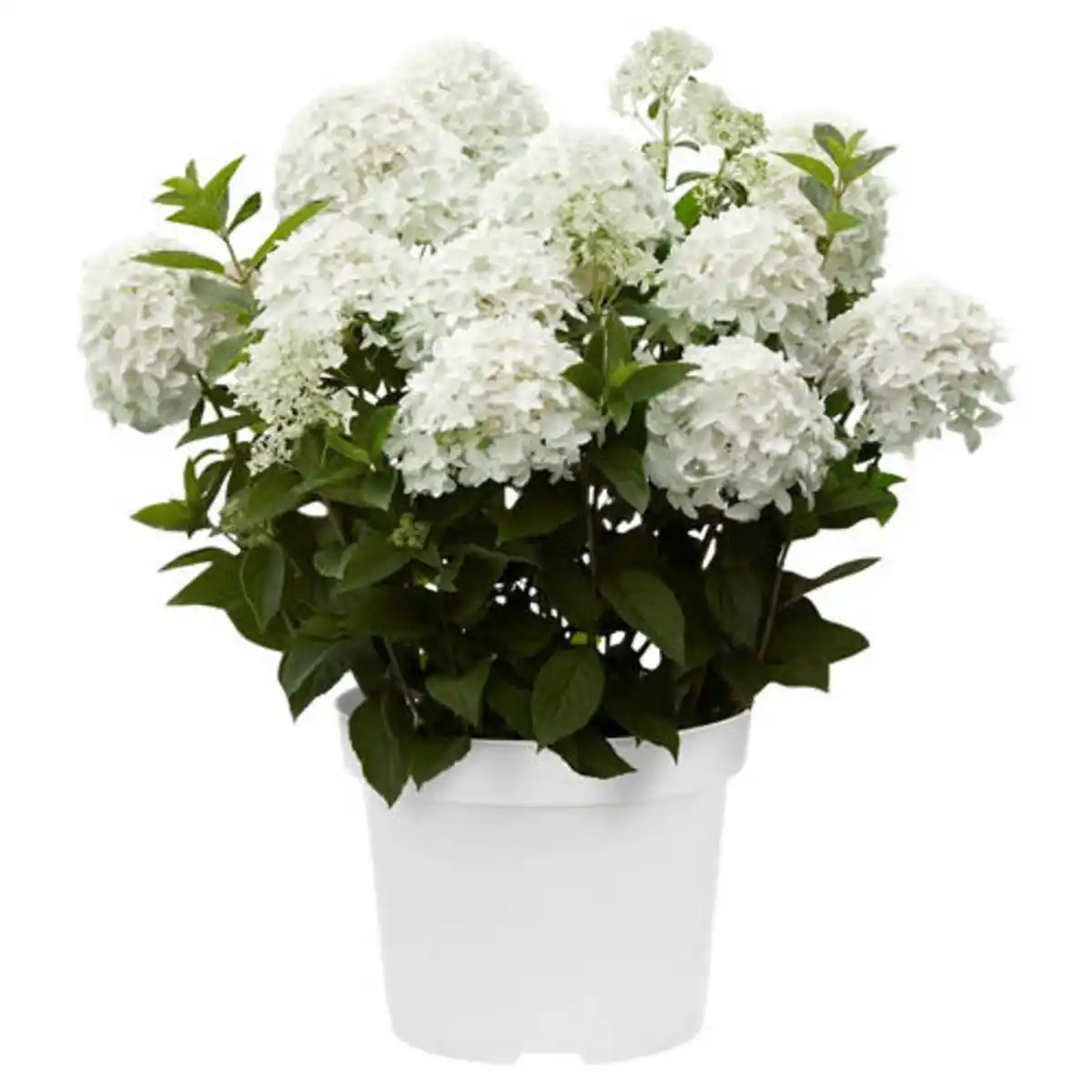 Bild 1 von GARDENLINE Hortensie Weiß