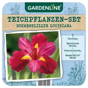 GARDENLINE Teichpflanze, Schwertlilie Louisiana