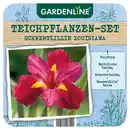 Bild 1 von GARDENLINE Teichpflanze, Schwertlilie Louisiana