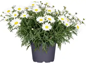 Margeritenbusch Argyranthemum weiß 19 cm Topf