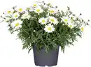 Bild 1 von Margeritenbusch Argyranthemum weiß 19 cm Topf
