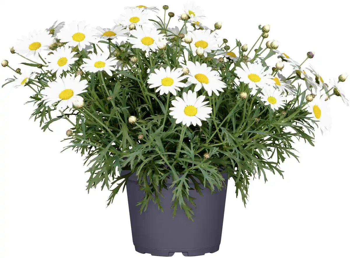 Bild 1 von Margeritenbusch Argyranthemum weiß 19 cm Topf