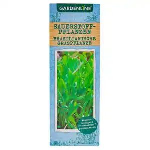 GARDENLINE Sauerstoffpflanzen, Graspflanze