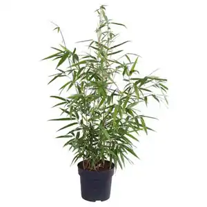 GARDENLINE Ziergräser, Fargesia rufa