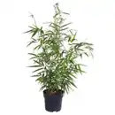 Bild 1 von GARDENLINE Ziergräser, Fargesia rufa