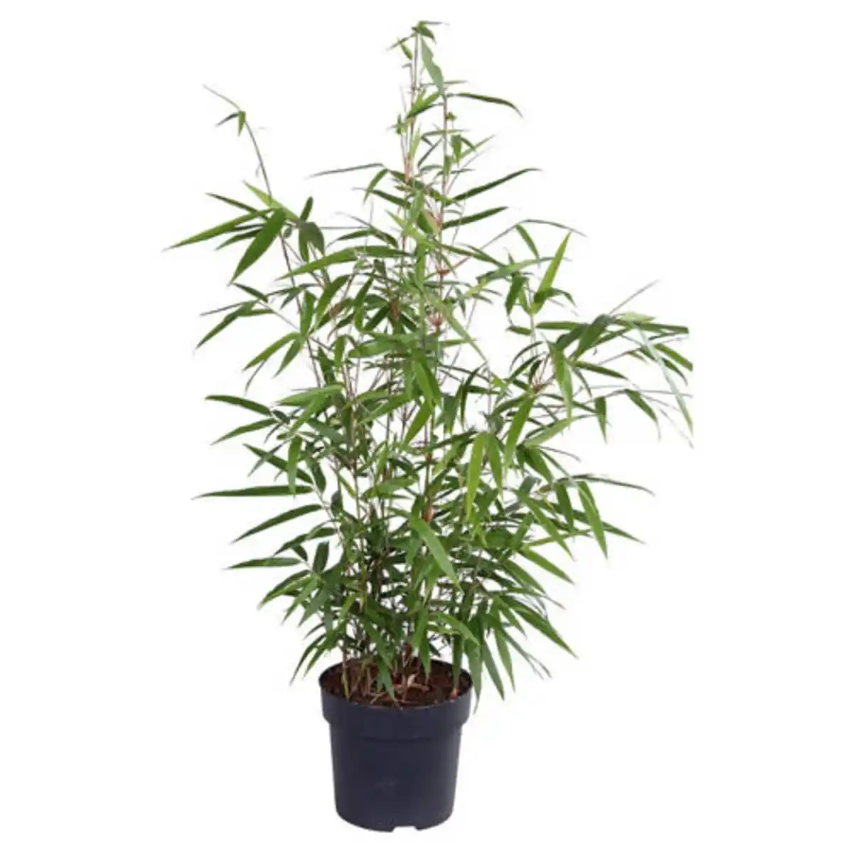 Bild 1 von GARDENLINE Ziergräser, Fargesia rufa