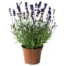 Bild 1 von Lavendel »Lavandula angustifolia«, blauviolett, winterhart