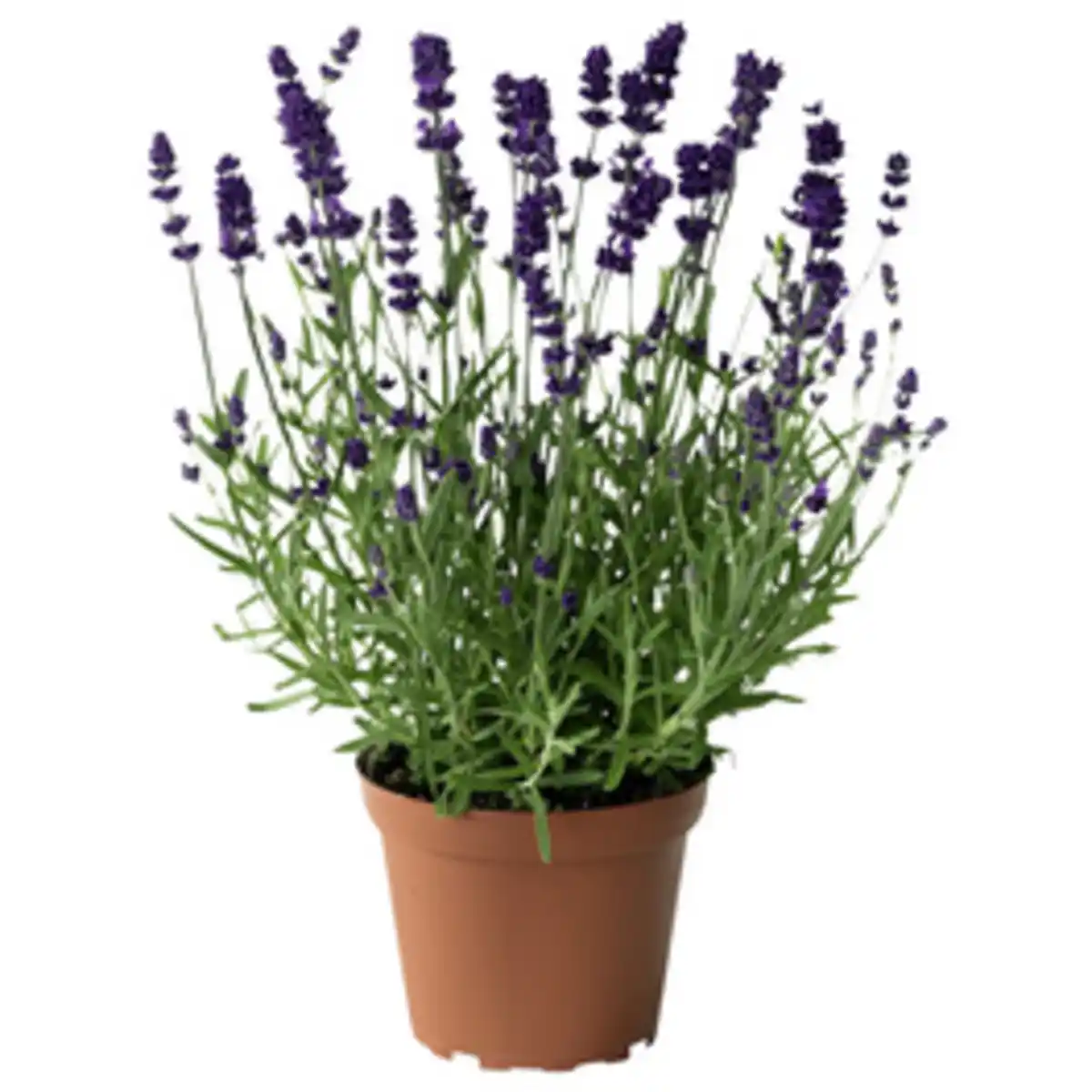 Bild 1 von Lavendel »Lavandula angustifolia«, blauviolett, winterhart