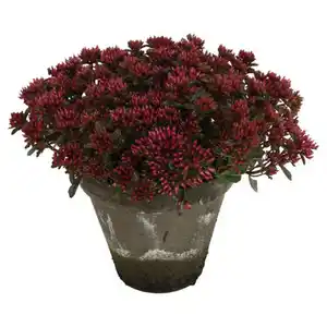 GARDENLINE Sedum Tontopf, Deep Rose