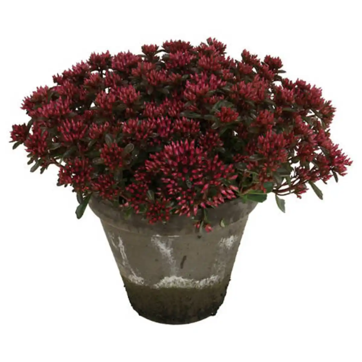 Bild 1 von GARDENLINE Sedum Tontopf, Deep Rose