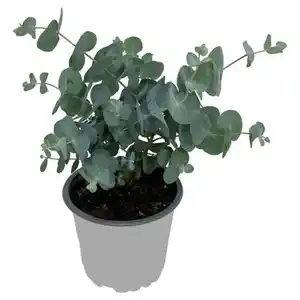 GARDENLINE Eukalyptus