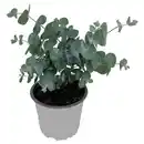 Bild 1 von GARDENLINE Eukalyptus