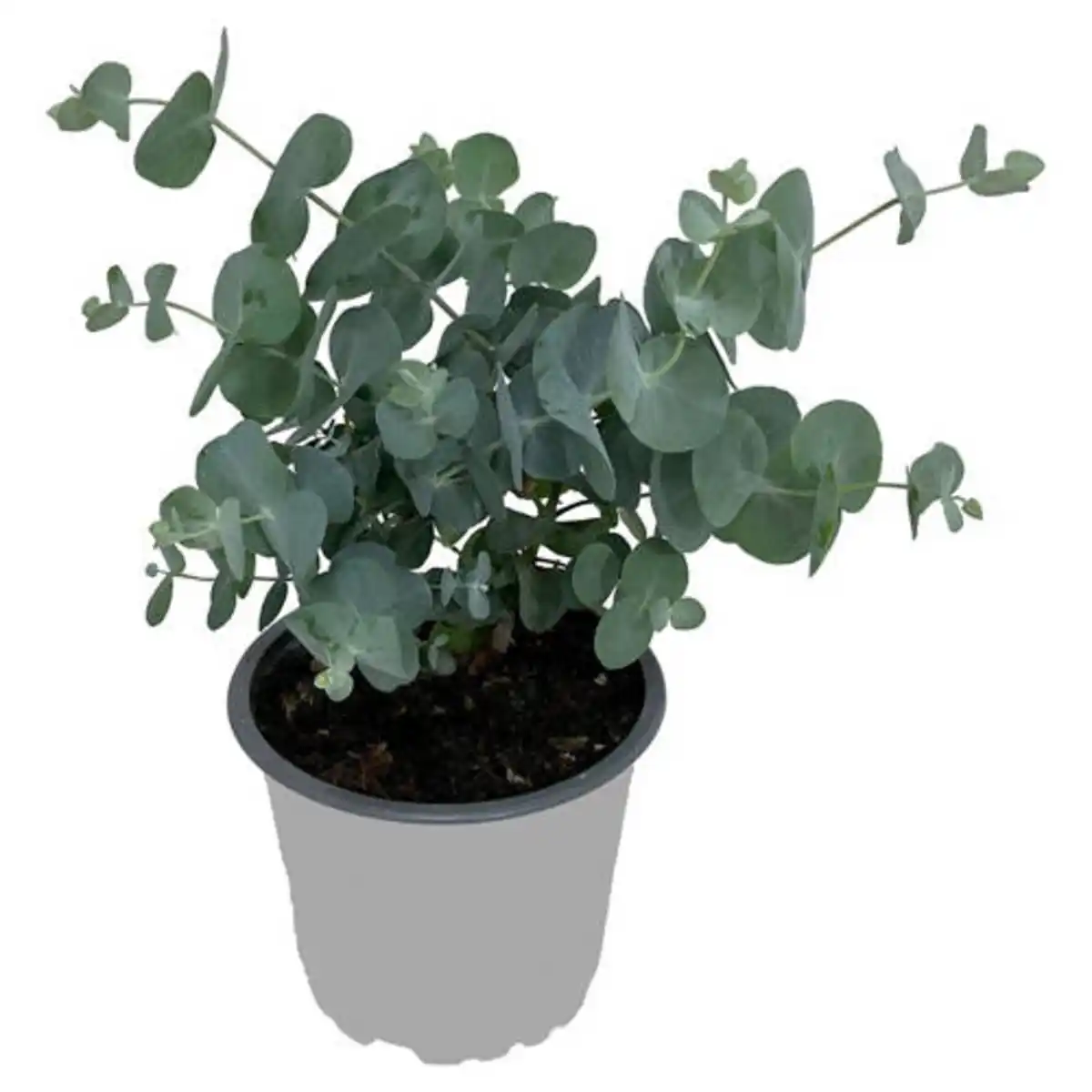 Bild 1 von GARDENLINE Eukalyptus