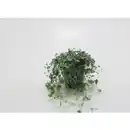 Bild 1 von Dichondra, Dichondra argentea »Silverfalls«