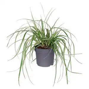 GARDENLINE Carex Evergold