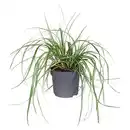 Bild 1 von GARDENLINE Carex Evergold