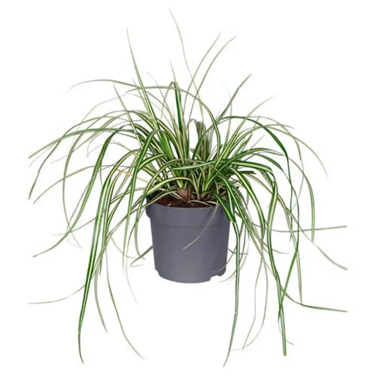 Bild 1 von GARDENLINE Carex Evergold