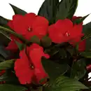 Bild 2 von Edellieschen, Impatiens Neu Guinea, Blüte: mehrfarbig