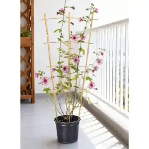 Powertec Garden Bambusstütze