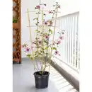 Bild 1 von Powertec Garden Bambusstütze